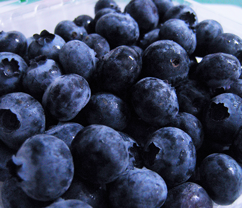 蓝莓鲜果厂家